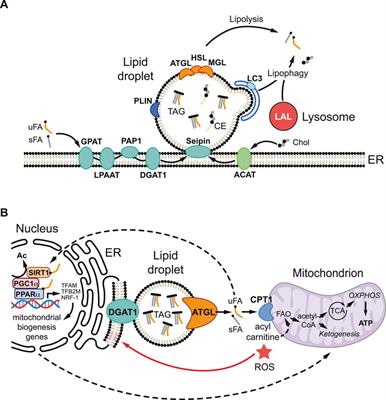 Functions of Stress-Induced Lipid Droplets in the Nervous System